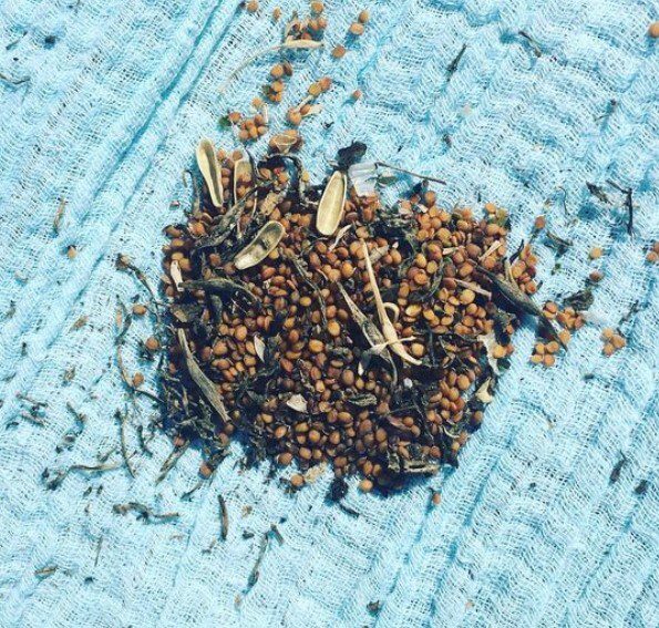 Seed share seed circle Seed share seed circle